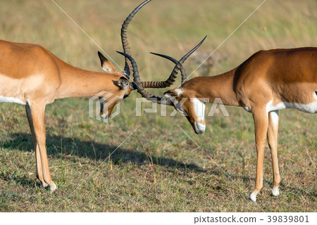 Impala on savanna in Africa Impala on savanna in Africa 39839801
