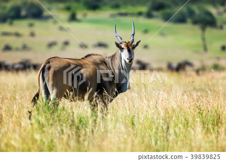 Greater kudu (Tragelaphus strepsiceros) 39839825
