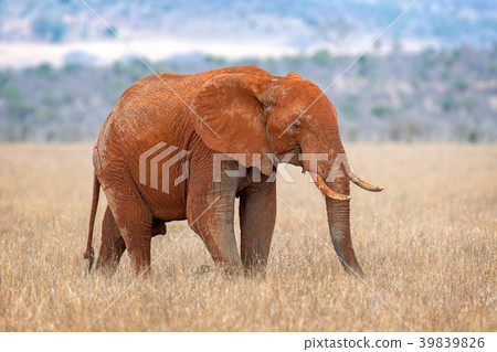 Elephant in National park of Kenya 39839826
