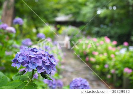 鵝卵石和繡球花通往山門 39839983