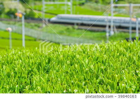 Fresh green tea fields and Shinkansen 39840163