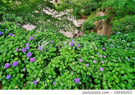 Ajisai盛開的公園 39840263