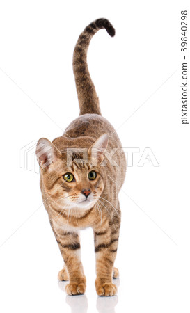 Thoroughbred striped Serengeti cat Thoroughbred striped Serengeti cat 39840298