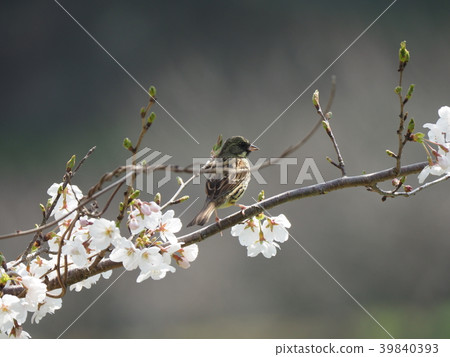 Aoji,櫻花 Aoji,櫻花 39840393
