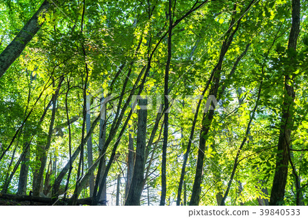 Fresh green eco image · morning of the forest Fresh green eco image · morning of the forest 39840533
