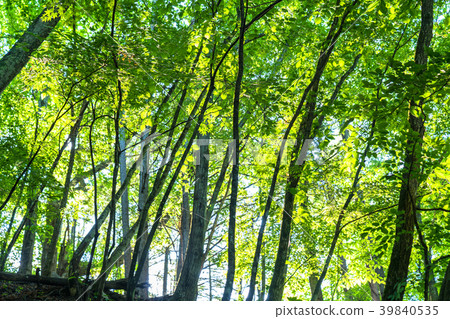 Fresh green eco image · morning of the forest Fresh green eco image · morning of the forest 39840535