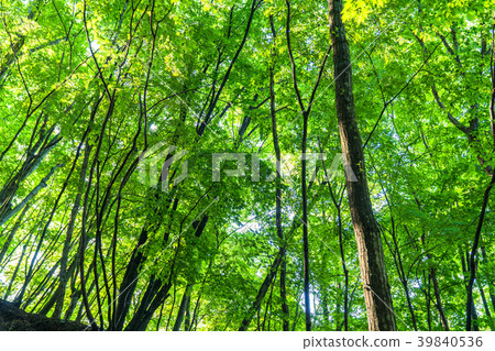 Fresh green eco image · morning of the forest 39840536