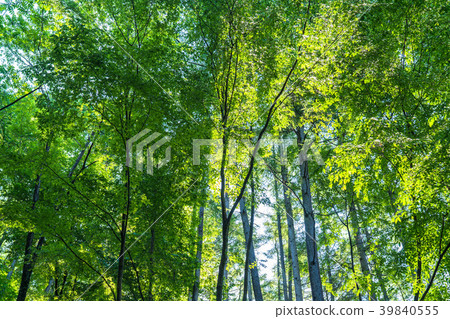 Fresh green eco image · morning of the forest 39840555