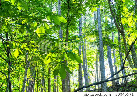Fresh green eco image · morning of the forest Fresh green eco image · morning of the forest 39840571