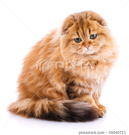 Scottish Fold cat Scottish Fold cat 39840721