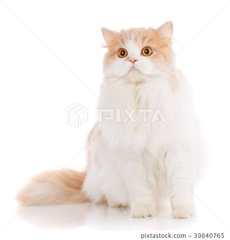 Portrait of Scottish Fold Kitten sitting, Portrait of Scottish Fold Kitten sitting, 39840765