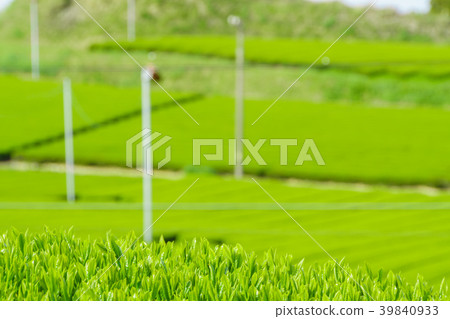 新鮮的綠茶種植園 39840933