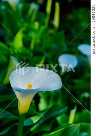 陽明山竹子湖海芋季 Calla lily season in Yangmingshan Taiwan 39841026