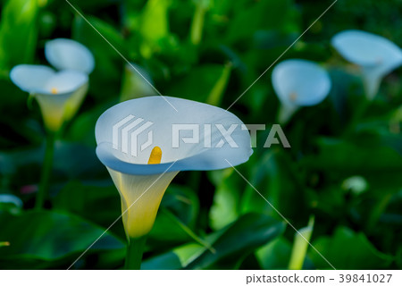 陽明山竹子湖海芋季 Calla lily season in Yangmingshan Taiwan 39841027