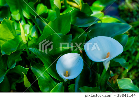 Yangmingshan Zhuzi Lake Haishu Season Calla lily season in Yangmingshan Taiwan Yangmingshan Zhuzi Lake Haishu Season Calla lily season in Yangmingshan Taiwan 39841144