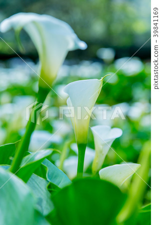 Yangmingshan Zhuzi Lake Haishu Season Calla lily season in Yangmingshan Taiwan 39841169