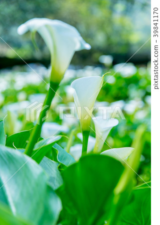 陽明山竹子湖海芋季 Calla lily season in Yangmingshan Taiwan 39841170