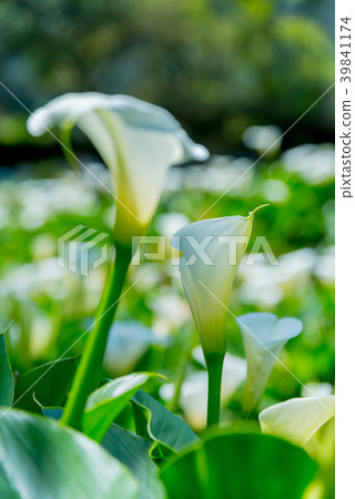 Yangmingshan Zhuzi Lake Haishu Season Calla lily season in Yangmingshan Taiwan 39841174