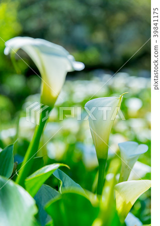 Yangmingshan Zhuzi Lake Haishu Season Calla lily season in Yangmingshan Taiwan 39841175