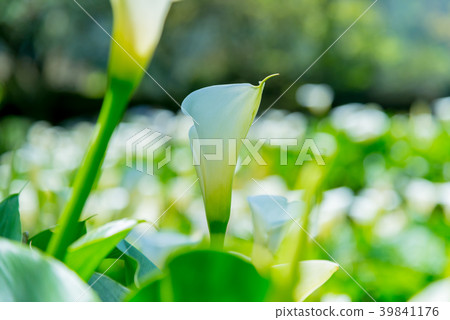 Yangmingshan Zhuzi Lake Haishu Season Calla lily season in Yangmingshan Taiwan 39841176