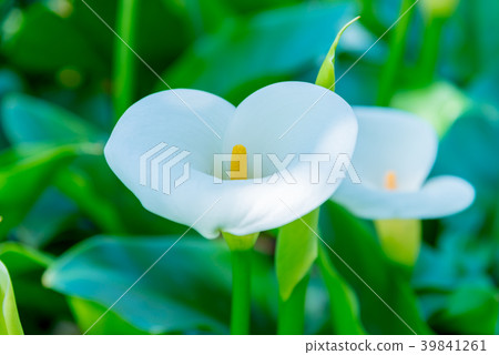 陽明山竹子湖海芋季 Calla lily season in Yangmingshan Taiwan 39841261