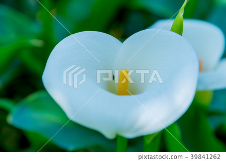陽明山竹子湖海芋季 Calla lily season in Yangmingshan Taiwan 39841262