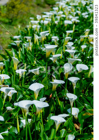 陽明山竹子湖海芋季 Calla lily season in Yangmingshan Taiwan 39841323