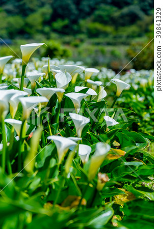 Yangmingshan Zhuzi Lake Haishu Season Calla lily season in Yangmingshan Taiwan 39841329