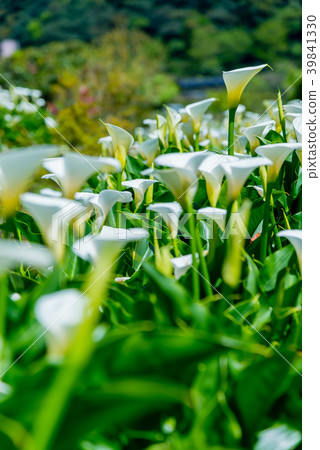 陽明山竹子湖海芋季 Calla lily season in Yangmingshan Taiwan 39841330