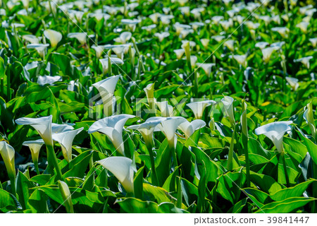 陽明山竹子湖海芋季 Calla lily season in Yangmingshan Taiwan 39841447