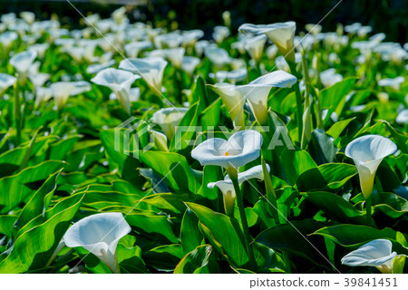 陽明山竹子湖海芋季 Calla lily season in Yangmingshan Taiwan 39841451