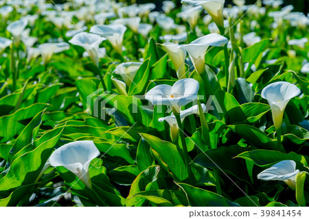 陽明山竹子湖海芋季 Calla lily season in Yangmingshan Taiwan 39841454