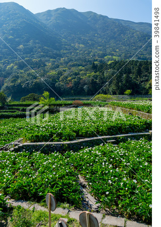 陽明山竹子湖海芋季 Calla lily season in Yangmingshan Taiwan 39841498