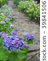 鵝卵石通往繡球花和山門 39841506