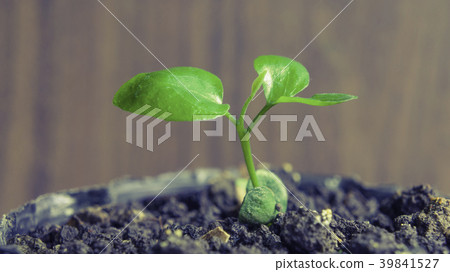 Bean seed seed germination green plant 39841527