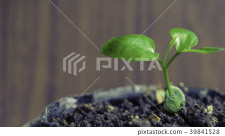 Bean seed seed germination green plant 39841528