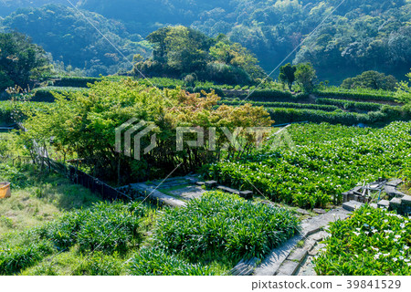 陽明山竹子湖海芋季 Calla lily season in Yangmingshan Taiwan 39841529