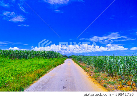Miyakojima in midsummer. Road in the cane field 39841756