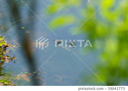 水黽交配 水黽交配 39841773