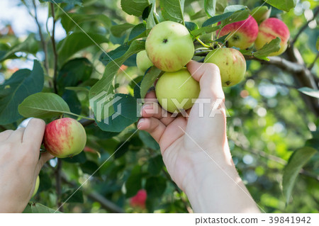 A woman hand picking a red ripe apple from the 39841942