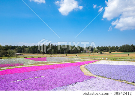 Moss phlox  39842412