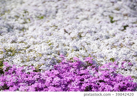 Moss phlox  39842420