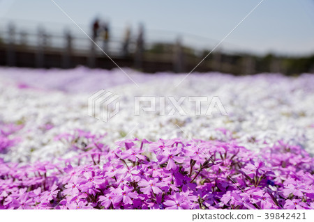 Moss phlox  39842421