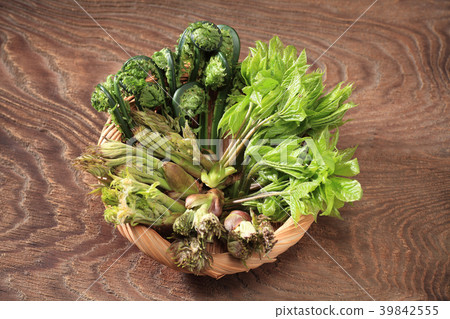 野生植物 39842555