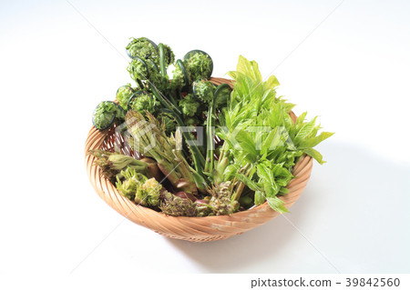 野生植物 39842560