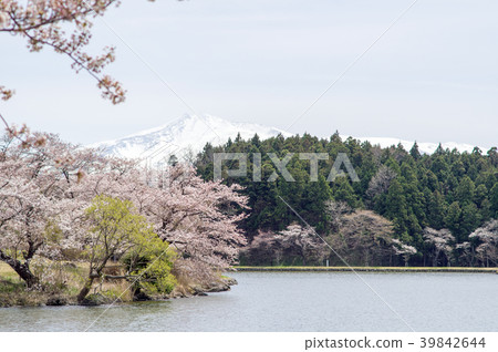 Mt. Chokai and Sakura Akita Mt. Chokai and Sakura Akita 39842644