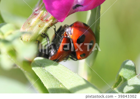Coccinating繭 Coccinating繭 39843302