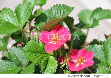 Flower of strawberry Flower of strawberry 39843396