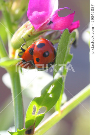 Coccinating cocoon 39843887