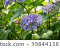 Hydrangea 39844138